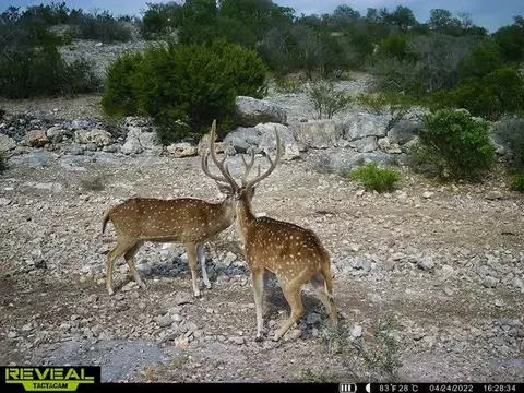 0000 Other, Rocksprings, TX 78880