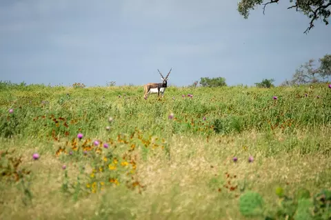 46 Cattlemans Crossing Dr, Kerrville, TX 78028