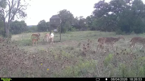 Other - 6729 Kc 210, Junction, TX 76849 photo 48 of 50
