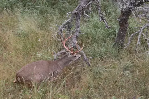 Other - Undisclosed, Junction, TX 76849 photo 17 of 27