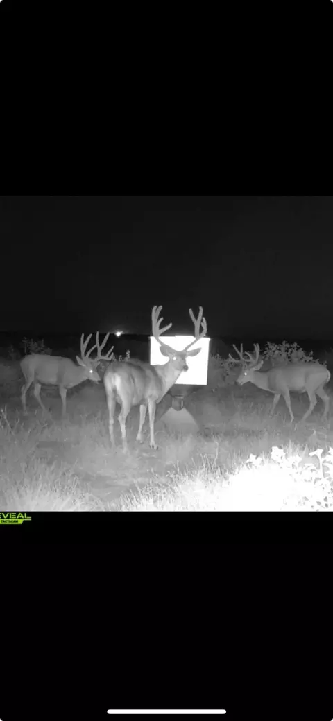 Fm 2182 Fm 2182, Morton, TX 79346