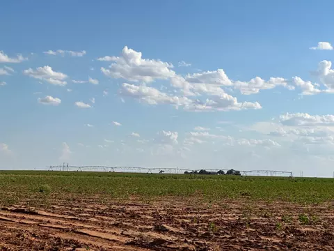 Dove, Ropesville, TX 79358