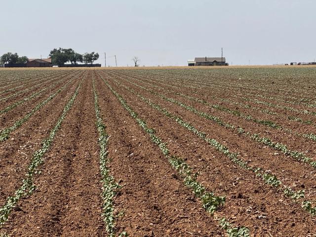 3915 E Fm 1729, Lubbock, TX 79403