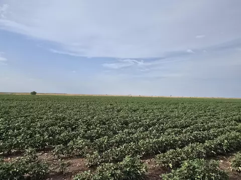 County Road 218, Seminole, TX 79360