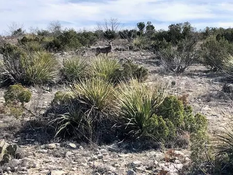 731 White Tail Way, Ozona, TX 76943