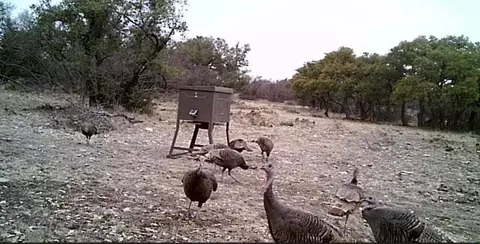 458 Axis Trl, Eldorado, TX 76936 photo 9