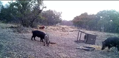 458 Axis Trl, Eldorado, TX 76936 photo 8