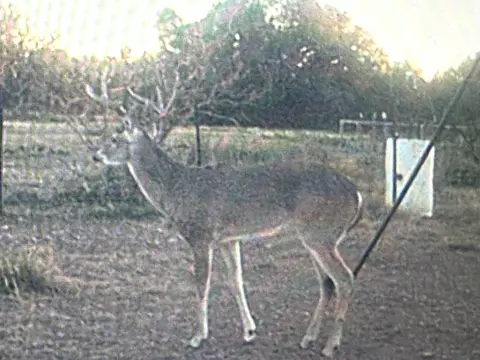 1335 Ocelot Rd, Eldorado, TX 76936 photo 6