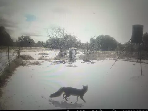 1335 Ocelot Rd, Eldorado, TX 76936 photo 15
