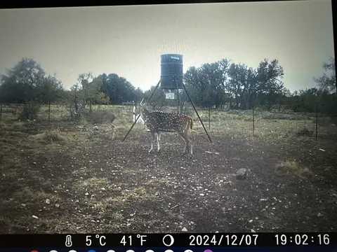 1335 Ocelot Rd, Eldorado, TX 76936 photo 7