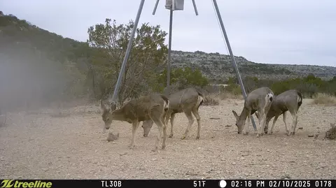 349 Texas 349, Sanderson, TX 79848