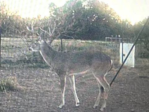 1335 Ocelot Rd, Eldorado, TX 76936 photo 26