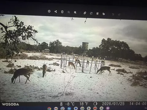 1335 Ocelot Rd, Eldorado, TX 76936 photo 28