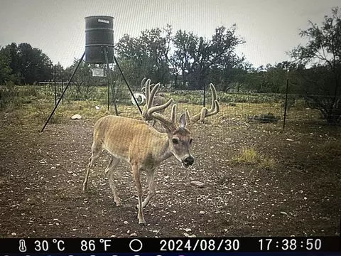 1335 Ocelot Rd, Eldorado, TX 76936 photo 23