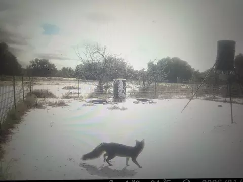 1335 Ocelot Rd, Eldorado, TX 76936 photo 29