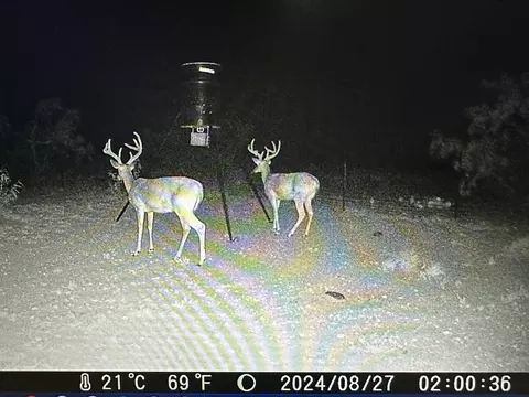 1335 Ocelot Rd, Eldorado, TX 76936 photo 27