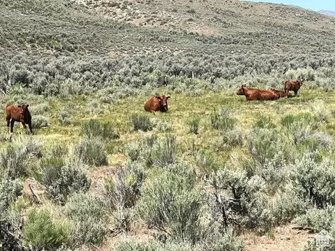 Undisclosed, Elko, NV 89801 photo 29