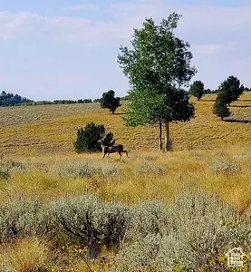 0, Sunnyside, UT 84539 photo 9
