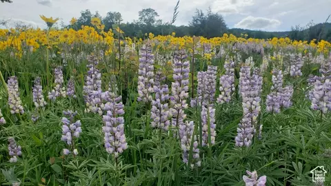 Undisclosed, Fish Haven, ID 83287 photo 9