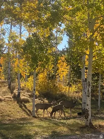Undisclosed, Kamas, UT 84036 photo 4
