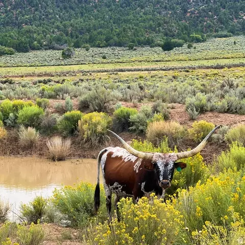 39 Upper Lick Rd #39, Kanab, UT 84741 photo 37