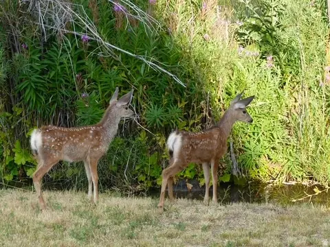 Other - 371 Lewis Loop #29, Fish Haven, ID 83287 photo 11 of 13