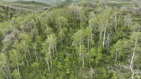 999 Hwy 39, Huntsville, UT 84317