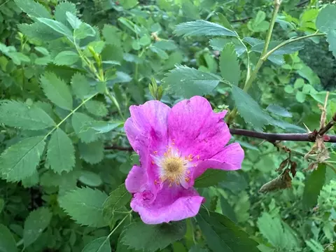 Other - 1141 S Oak Leaf, Springville, UT 84663 photo 53 of 58