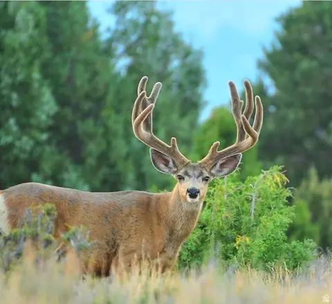 Undisclosed, Alton, UT 84710