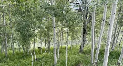 Undisclosed, Fairview, UT 84629 photo 6