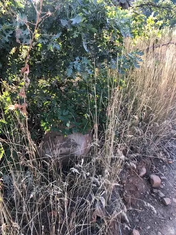Undisclosed, Springville, UT 84663 photo 35