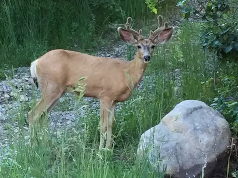 Undisclosed, Springville, UT 84663 photo 9