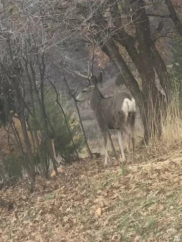 Other - 541 S Left Fork Hobb Rd E #8, Springville, UT 84663 photo 13 of 29
