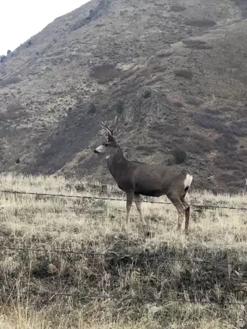 Other - 541 S Left Fork Hobb Rd E #8, Springville, UT 84663 photo 15 of 29