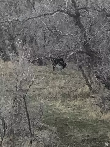 Other - 541 S Left Fork Hobb Rd E #8, Springville, UT 84663 photo 9 of 29