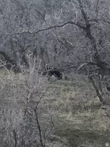 Other - 541 S Left Fork Hobb Rd E #8, Springville, UT 84663 photo 8 of 29