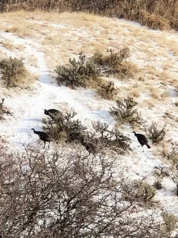 Other - 541 S Left Fork Hobb Rd E #8, Springville, UT 84663 photo 5 of 29