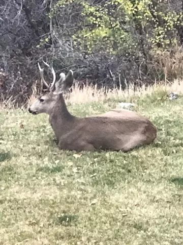 Other - 541 S Left Fork Hobb Rd E #8, Springville, UT 84663 photo 7 of 29