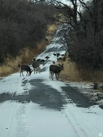 Other - 541 S Left Fork Hobb Rd E #8, Springville, UT 84663 photo 3 of 29