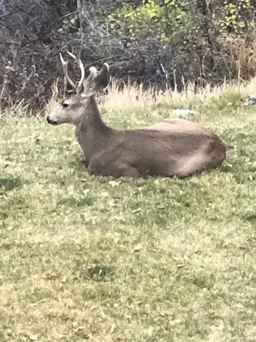 Other - 541 S Left Fork Hobb Rd E #8, Springville, UT 84663 photo 6 of 29