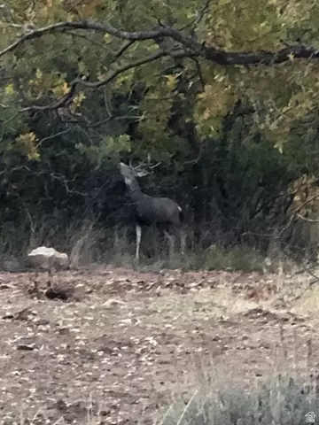 Other - 541 S Left Fork Hobb Rd E #8, Springville, UT 84663 photo 11 of 29