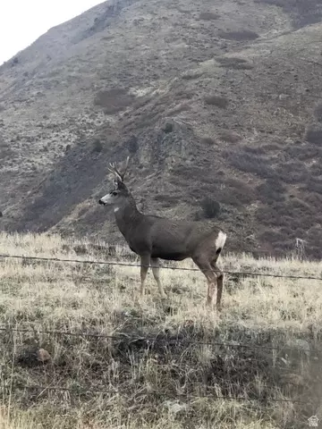 Other - 541 S Left Fork Hobb Rd E #8, Springville, UT 84663 photo 16 of 29