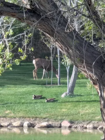 Other - 1040 W Mill Rd, Ferron, UT 84523 photo 20 of 40