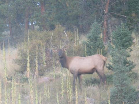 13583 Shiloh Dr, Conifer, CO 80433 photo 32