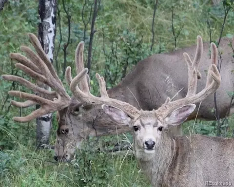 tbd Cathedral Trl, Conifer, CO 80433 photo 2