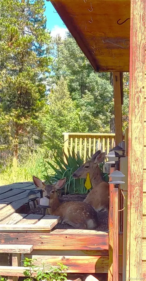 25077 Red Cloud Dr, Conifer, CO 80433 photo 5