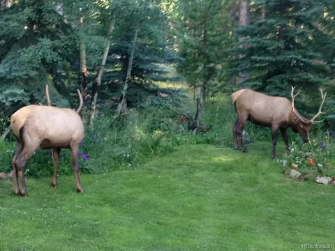 Other - 25257 Snyder Ave, Conifer, CO 80433 photo 10 of 10