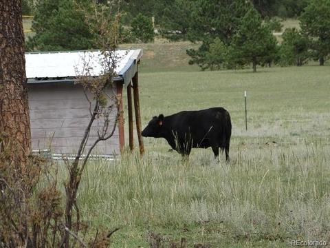412 Pinon Rd, Bailey, CO 80421 photo 19