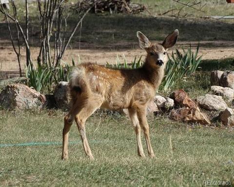 412 Pinon Rd, Bailey, CO 80421 photo 26