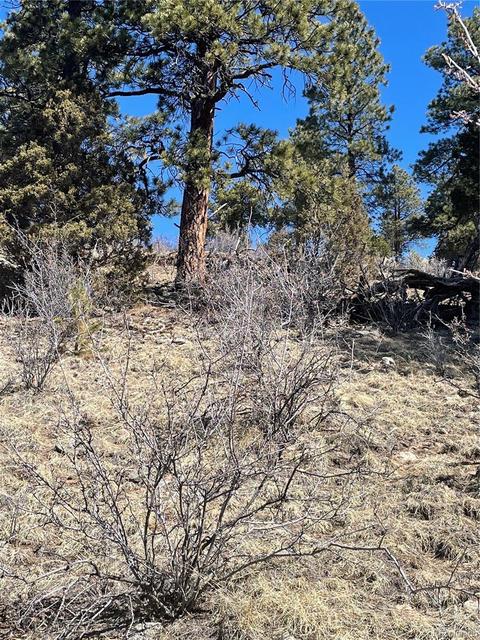 33599 Mount Wilson Peak Trl, Pine, CO 80470 photo 13